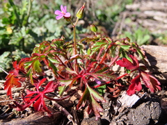 Geranium purpureum