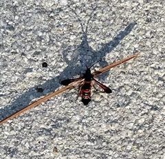 Synanthedon sapygaeformis