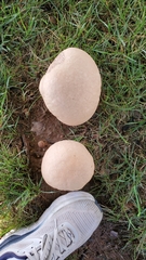 Lycoperdaceae