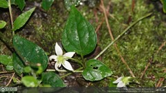 Lycianthes lysimachioides