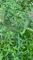 Persicaria punctata