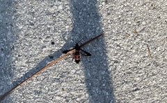 Synanthedon sapygaeformis