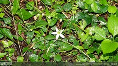 Lycianthes lysimachioides