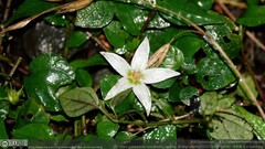 Lycianthes lysimachioides