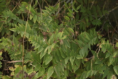 Galega orientalis
