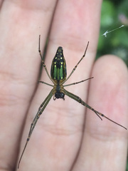 Leucauge decorata