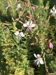 Oenothera suffrutescens