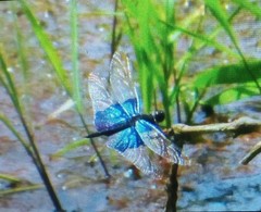 Rhyothemis triangularis