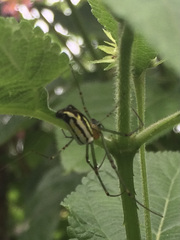 Leucauge decorata