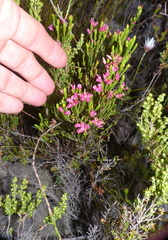 Erica bracteolaris