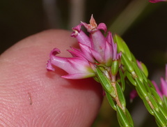 Erica bracteolaris