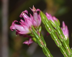 Erica bracteolaris