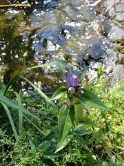 Gentiana andrewsii