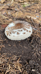 Chlorophyllum olivieri