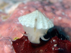 Emarginella eximia