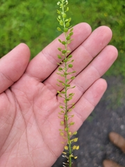 Lepidium densiflorum