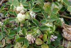 Trifolium tomentosum