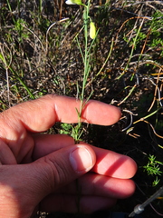 Polygala garcinii