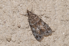 Eudonia mercurella