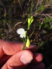 Polygala garcinii
