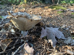 Russula brevipes