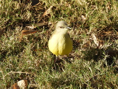 Machetornis rixosa