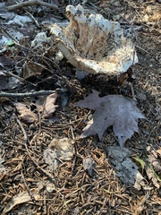 Russula brevipes