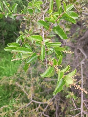 Schinus latifolia