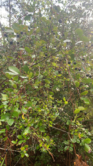 Vaccinium arboreum
