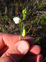 Polygala garcinii