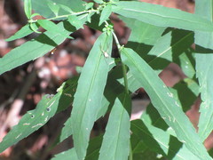 Mangora maculata