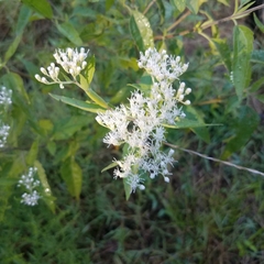 Eupatorium