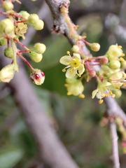 Schinus latifolia