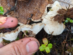 Phellodon tomentosus