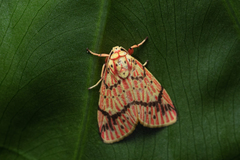 Barsine striata