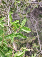 Schinus latifolia