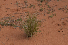 Monachather paradoxus