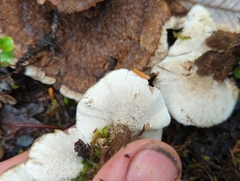 Phellodon tomentosus