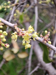 Schinus latifolia