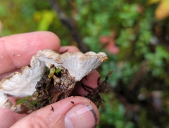 Phellodon tomentosus