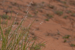 Monachather paradoxus