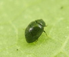 Scymninae