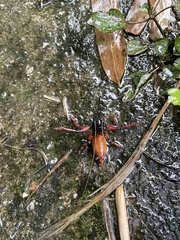 Gryllacrididae
