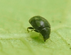 Scymninae