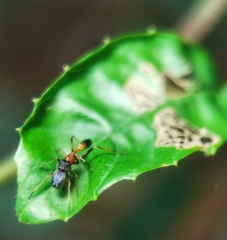 Myrmarachne melanocephala