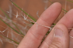 Monachather paradoxus