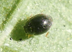 Scymninae