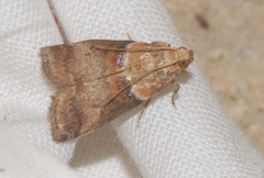 Acrobasis tumidana