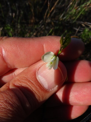 Polygala garcinii