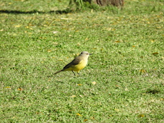 Machetornis rixosa
